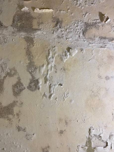 Best Professional Mold Removal  in Plymouth, PA