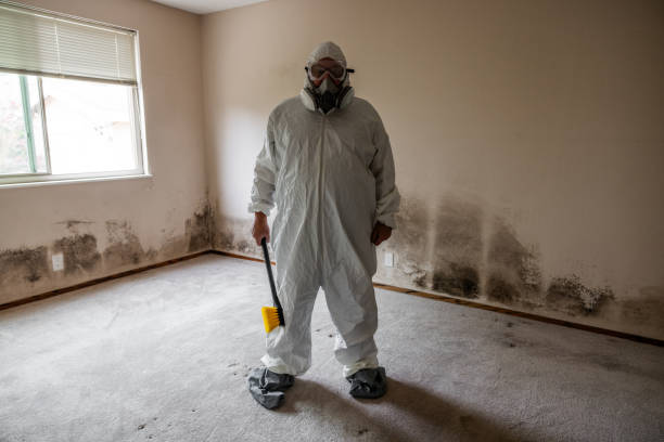 Mold Testing and Removal in Plymouth, PA
