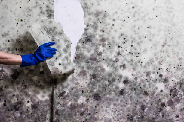 Best Mold Damage Repair  in Plymouth, PA