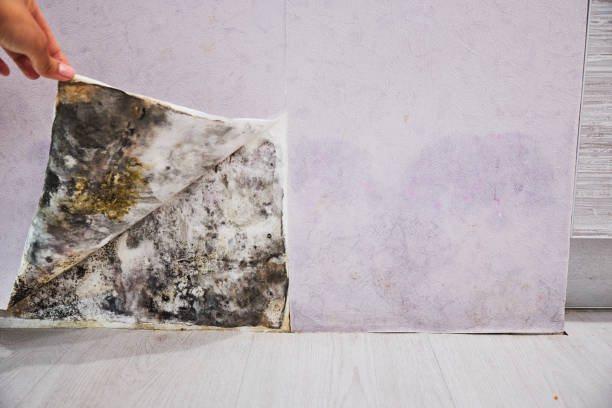 Best Mold Remediation  in Plymouth, PA